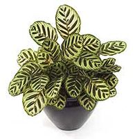 Vau-tiigerlehik Vau-tiigerlehik