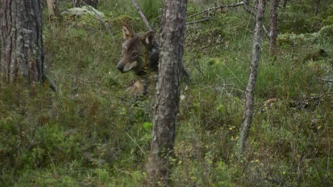 Huntide elu uurimine